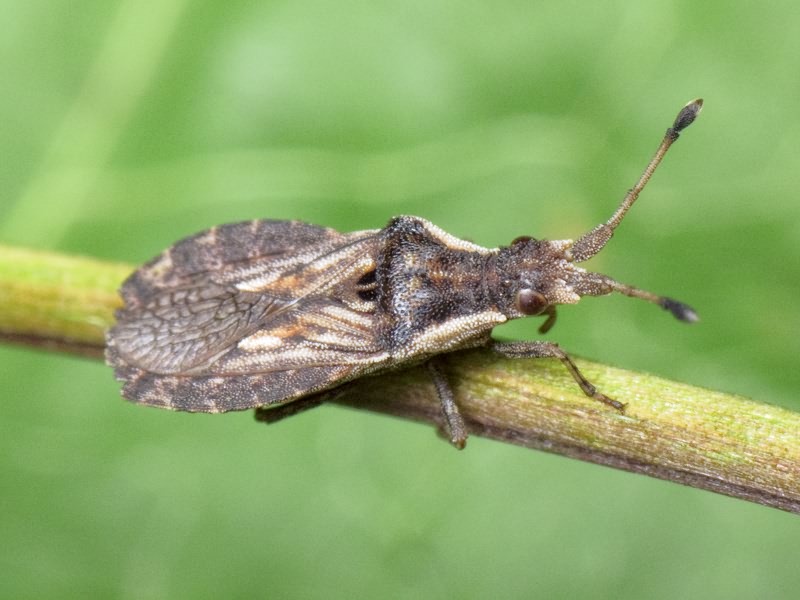 Spathocera dalmanii (Schilling, 1829)